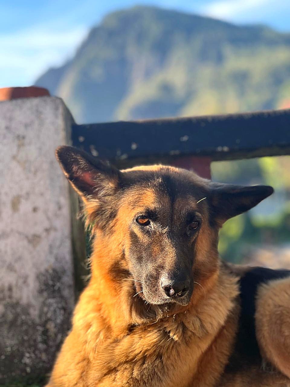 The hostel's resident dog keeping watch over the terrace
